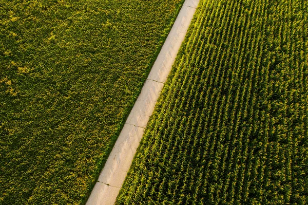 在阳光明媚的夏日里 田野的景象是虚幻的 农业概念 — 图库照片