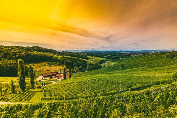 Güney Styria üzüm bağları, Gamlitz, Avusturya, Avrupa yakınlarında. Üzüm tepeleri yazın şarap yolundan görünür..