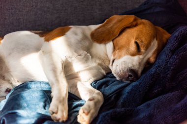 Beagle dog evde kanepede uyur. Parlak güneşli bir iç mekan. Cnine teması.
