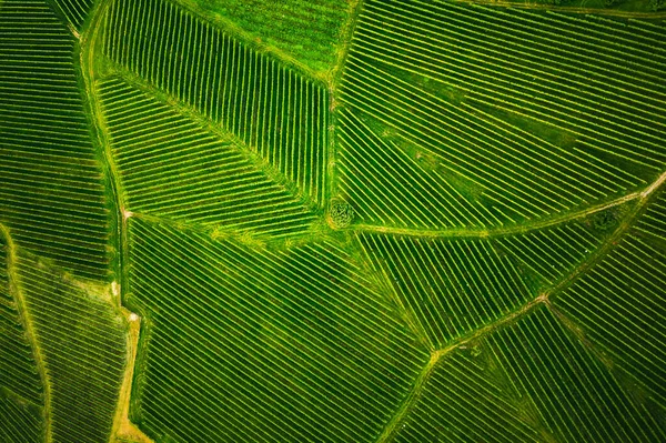 Pemandangan Udara Deretan Anggur Kebun Anggur Styria Selatan Austria Tuscany — Stok Foto