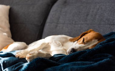 Beagle dog evde kanepede uyur. Parlak güneşli bir iç mekan. Cnine teması.