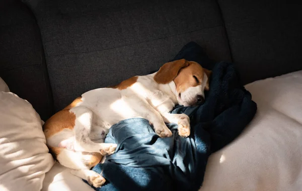 ビーグル犬はソファの上で屋内で眠る 明るい日当たりの良いインテリア 九つのテーマ — ストック写真