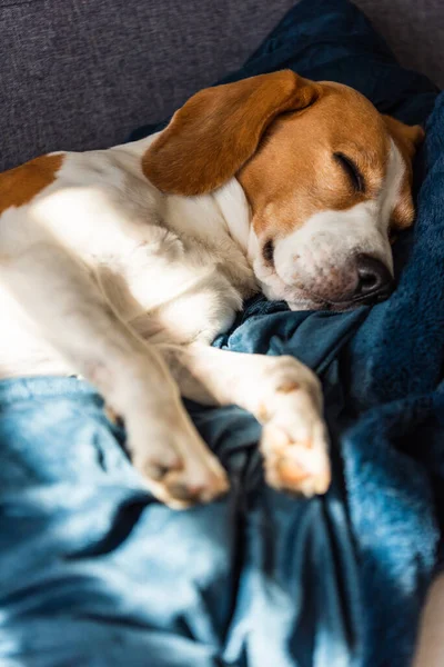 Beagle dog tired sleeps on a couch indoors. Bright sunny interior. Cnine theme.