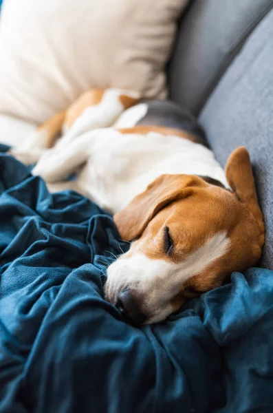 Beagle dog tired sleeps on a couch indoors. Bright sunny interior. Cnine theme.