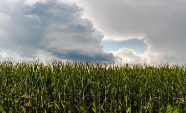 Yazın mısır tarlalarının kapanışı. Fırtınalı gökyüzü arkaplanına karşı mısır alanı
