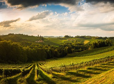 Avusturya kırsalında bir üzüm bağı, Styrian Tuscany. Güneye giden şarap yolu