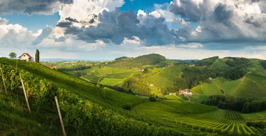 Avusturya kırsalında bir üzüm bağı manzarası, Styrian Tuscany. Şarap yolu güneyde. Fırtınalı yaz havası