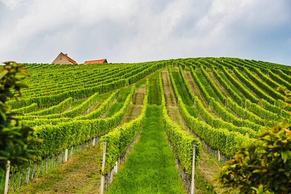 Viñedo Una Campiña Austriaca Estiria Toscana Ruta Del Vino Por — Foto de Stock