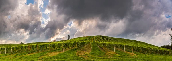 Vineyard Panorama Österrikisk Landsbygd Steiermark Toscana Vinvägen Söderut Stormigt Sommarväder — Stockfoto