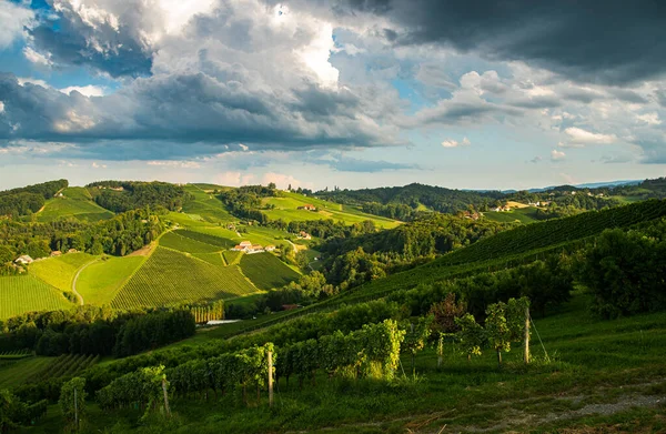 Avusturya Kırsalında Bir Üzüm Bağı Styrian Tuscany Güneye Giden Şarap — Stok fotoğraf