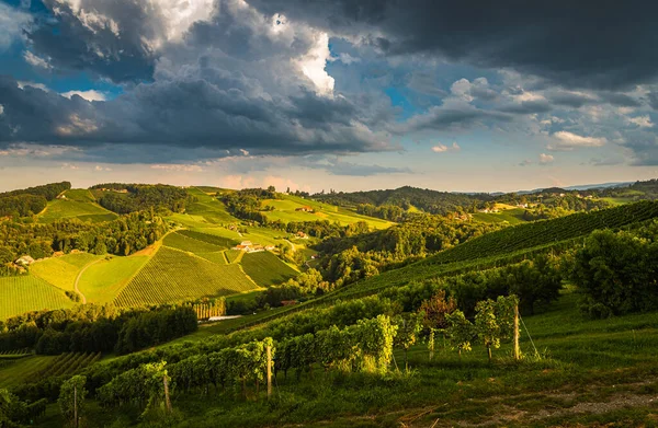 Viñedo Una Campiña Austriaca Estiria Toscana Ruta Del Vino Por — Foto de Stock