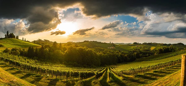 Vigneti Austria Panorama Leibnitz Zona Famosa Strada Del Vino Destinazione — Foto Stock