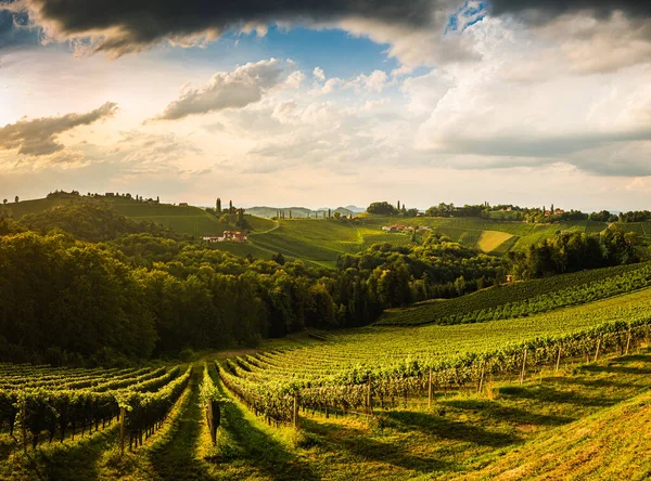 Wijngaard Een Oostenrijks Platteland Stiermarken Toscane Wijnroute Door Het Zuiden — Stockfoto