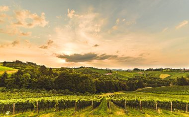 Avusturya kırsalında bir üzüm bağı, Styrian Tuscany. Güneye giden şarap yolu