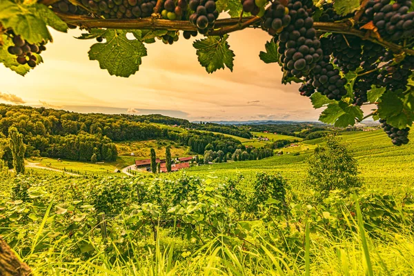 オーストリアの南シュタイリアンワインロードのブドウ畑の風景 ワイン愛好家のための観光地のような有名なトスカーナ — ストック写真