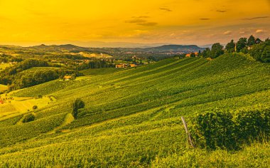 Avusturya 'daki Güney Styrian Şarap Yolu' nda üzüm bağı manzarası. Ünlü Toskana şarapçılar için turistik yerleri sever..