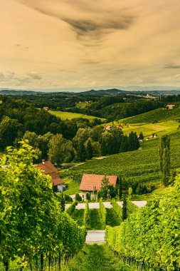 Avusturya 'daki Güney Styrian Şarap Yolu' nda üzüm bağı manzarası. Ünlü Toskana şarapçılar için turistik yerleri sever..