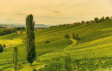 Avusturya 'daki Güney Styrian Şarap Yolu' nda üzüm bağı manzarası. Ünlü Toskana şarapçılar için turistik yerleri sever..