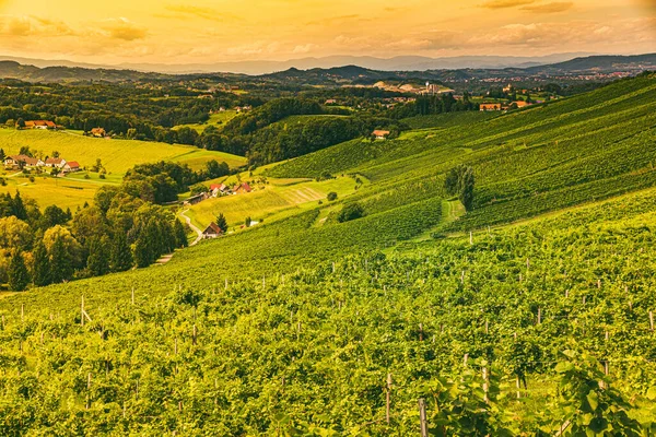 Weinlandschaft Der Südsteirischen Weinstraße Österreich Berühmte Toskana Wie Ein Touristenort — Stockfoto