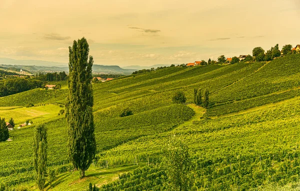 Avusturya 'daki Güney Styrian Şarap Yolu' nda üzüm bağı manzarası. Ünlü Toskana şarapçılar için turistik yerleri sever..