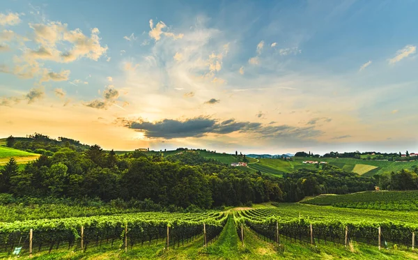 Prachtige Zonsondergang Boven Prachtige Groene Wijngaarden Oostenrijkse Druivenheuvels Zomer Reisbestemming — Stockfoto