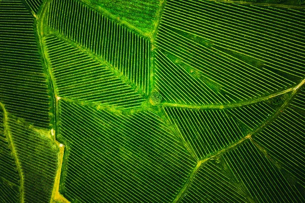 Vue Dessus Vignoble Été Drone Aérien Tiré Styrie Autriche Concept — Photo