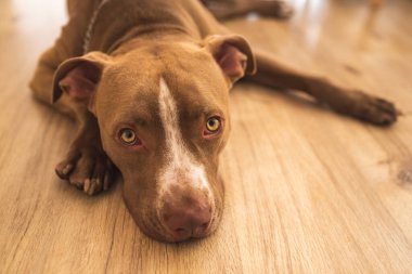 Ahşap zeminde yatan köpek, dinlenen kahverengi amstaff teriyeri, kameraya bakan büyük üzgün gözler. Köpek teması.