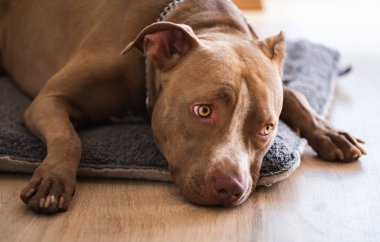 Köpek ahşap zeminde uzanıyor, kahverengi amstaff teriyeri büyük üzgün gözlerle dinleniyor. Köpek arkaplanı