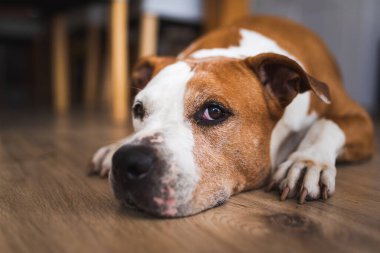 Yaşlı Köpek ahşap zeminde uzanıyor, kahverengi amstaff teriyeri dinleniyor. Köpek arkaplanı