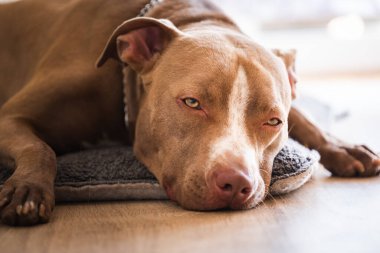 Köpek ahşap zeminde uzanıyor, kahverengi amstaff teriyeri büyük üzgün gözlerle dinleniyor. Köpek arkaplanı