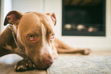 Köpek içeride, ahşap zeminde uzanıyor, kahverengi amstaff teriyeri dinleniyor. Köpek arkaplanı
