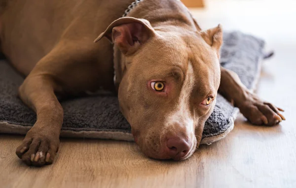 Σκύλος Ξαπλωμένος Ξύλινο Πάτωμα Εσωτερικούς Χώρους Καφέ Τεριέ Amstaff Αναπαύεται — Φωτογραφία Αρχείου