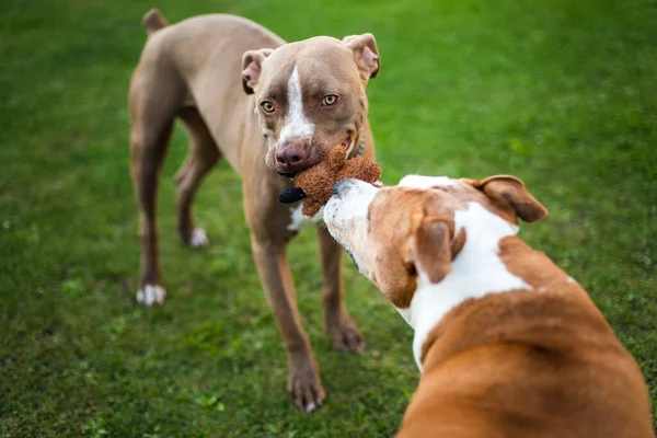 Δύο Σκυλιά Amstaff Terrier Παίζει Ρυμουλκό Του Πολέμου Έξω Νέα — Φωτογραφία Αρχείου