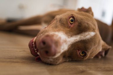 Köpek içeride, ahşap zeminde uzanıyor, kahverengi amstaff teriyeri dinleniyor. Köpek arkaplanı