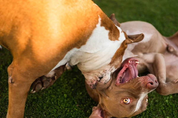 Dwa Psy Grają Trawie Zewnątrz Młody Stary Pies Zabawy Podwórku — Zdjęcie stockowe