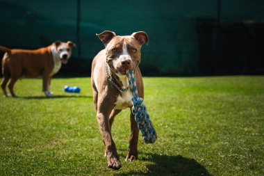 Arka bahçede koşan köpek, oyuncak ipli teriyer kameraya doğru koşuyor. Etkin köpek teması.