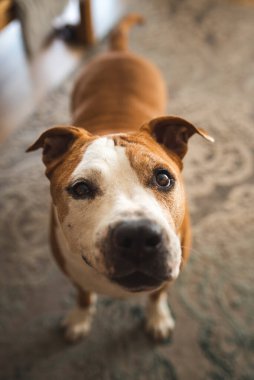 Kıdemli köpek, teriyer ayakta ve kameraya doğru bakıyor. Seçici odak.