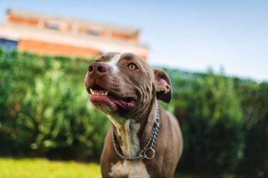Genç Amstaff köpeğinin kafası yaz bahçesinde yeşil arka planda. Pitbull temalı. Seçici odak