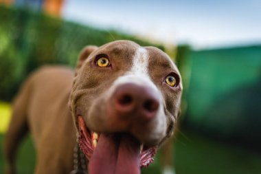 Genç Amstaff köpeğinin kafası yaz bahçesinde yeşil arka planda. Pitbull teması