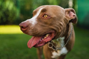 Genç Amstaff köpeğinin kafası yaz bahçesinde yeşil arka planda. Pitbull teması