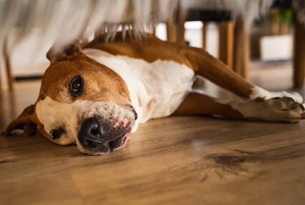 Dog Lying Wooden Floor Indoors Brown Amstaff Terrier Resting Summer — Stock Photo, Image