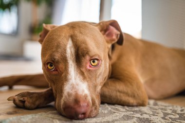 Köpek içeride, ahşap zeminde uzanıyor, kahverengi amstaff teriyeri dinleniyor. Büyük üzgün gözleri olan Pitbull. Köpek arkaplanı