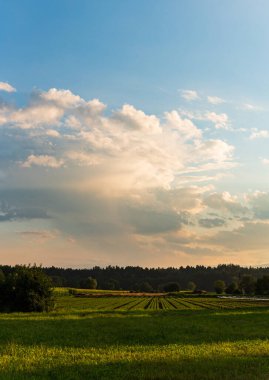 Tarlada sırayla taze lahana filizleri. Bitkilerin üzerine gün batımı ışığı.