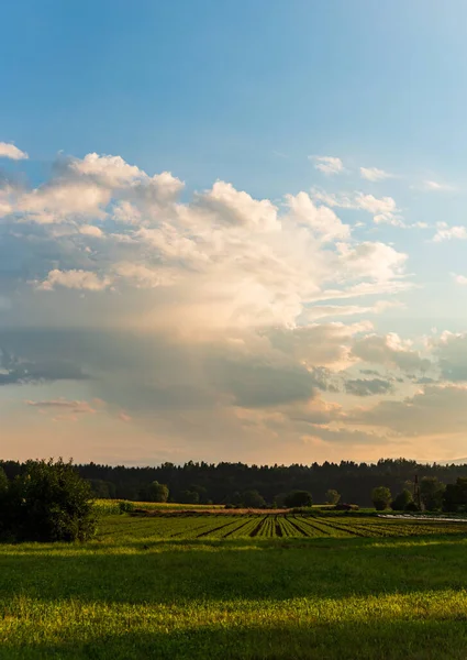 Auf Dem Feld Sprießt Reihenweise Junger Kohl Sonnenuntergang Auf Den — Stockfoto