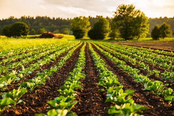 Young Cabbage Sprouts Field Rows Sunset Light Plants — Stock Photo, Image