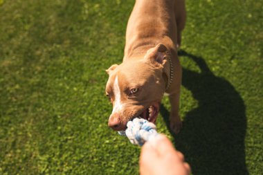 Köpek Av Köpeği Oyuncak ve Çekme Oyunu Çekiyor