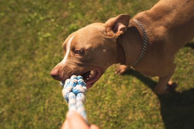 Köpek Av Köpeği Oyuncak ve Çekme Oyunu Çekiyor