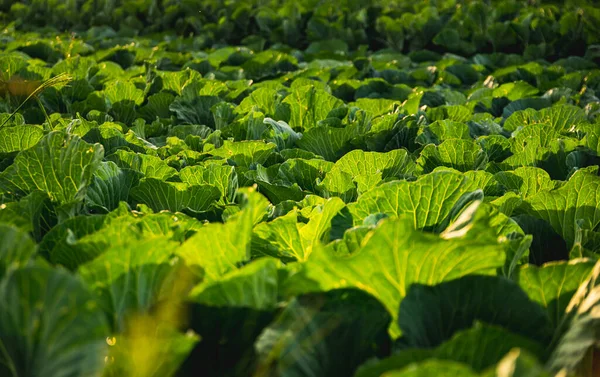 緑のキャベツの頭が畑で成長します 農業の概念 選択的焦点 — ストック写真