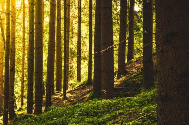 Ağaçların arasından gelen güneş ışınları olan güzel yeşil orman.