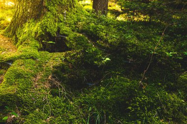 Yerde güzel yeşil yosunlar, yosunlara yakın çekim, makro. Duvar kağıdı için güzel yosun arkaplanı.